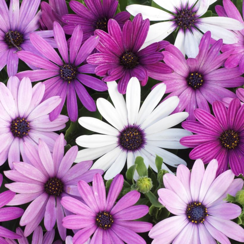 Graines d'Osteospermum Passion Mixed - Marguerite du Cap (Floraison)