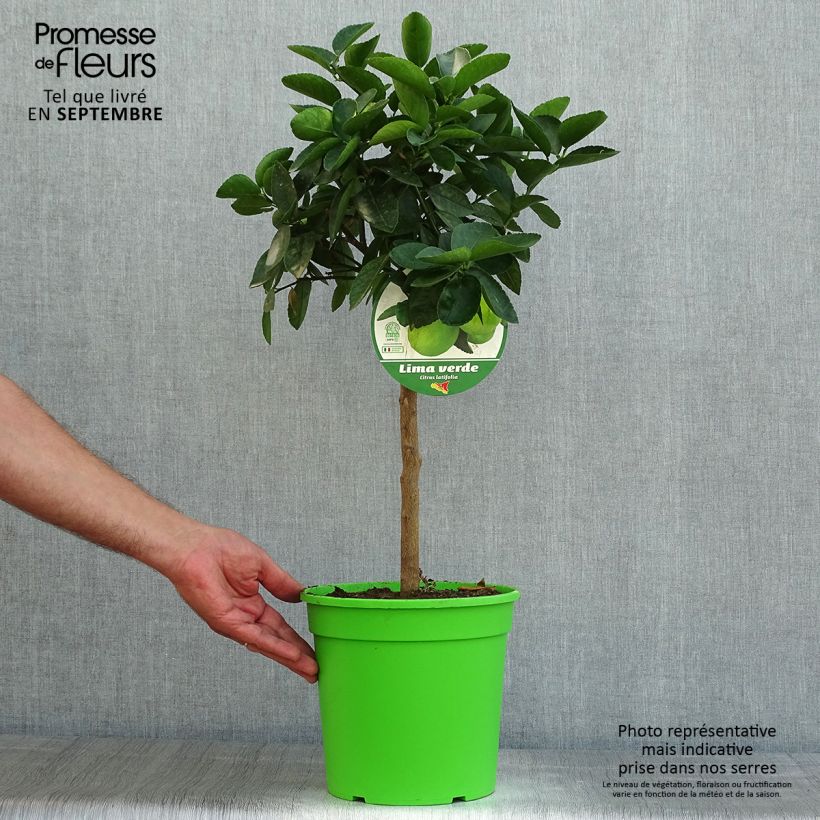 Spécimen de Grand Citron vert - Citrus latifolia  Pot de 4L/5L, 1/4 de tige tel que livré en été