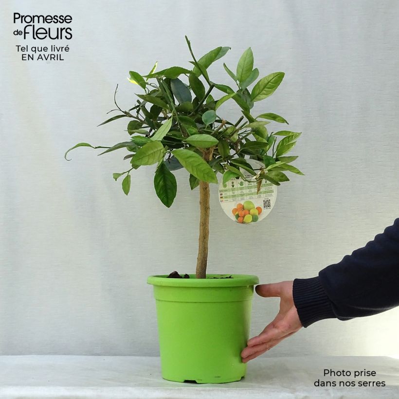 Spécimen de Grand Citron vert - Citrus latifolia  Pot de 4L/5L tel que livré au printemps