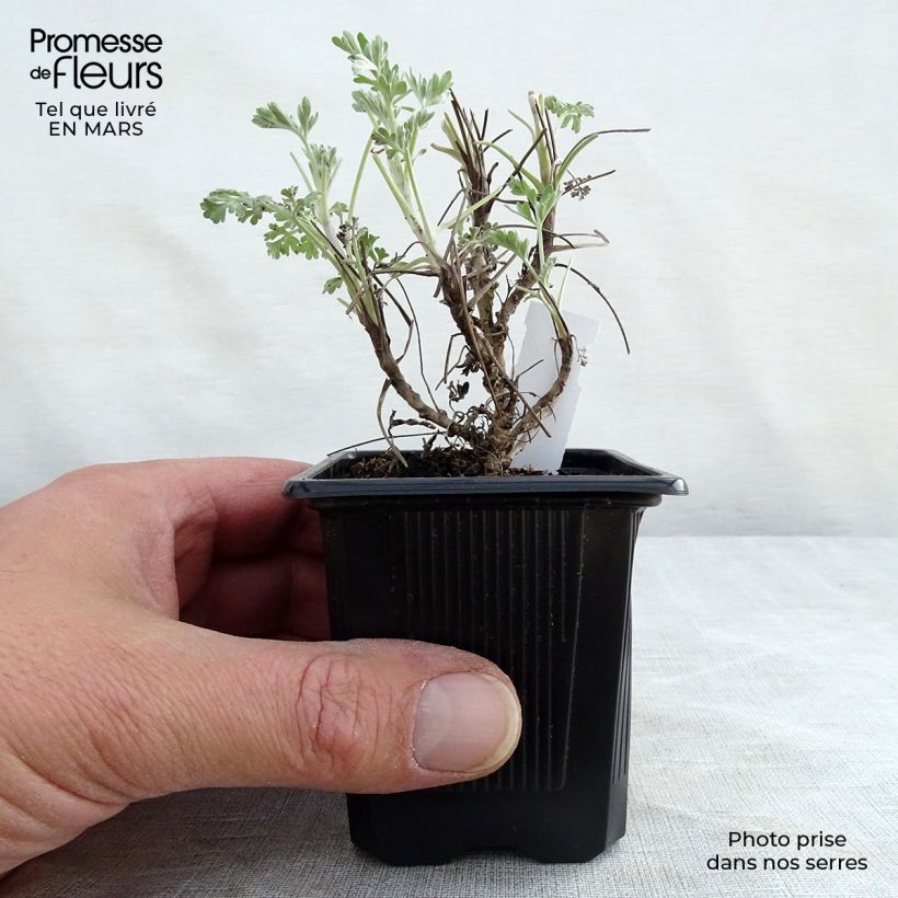 Spécimen de Grande Absinthe - Artemisia absinthium Lambrook Silver Godet de 8 cm tel que livré au printemps