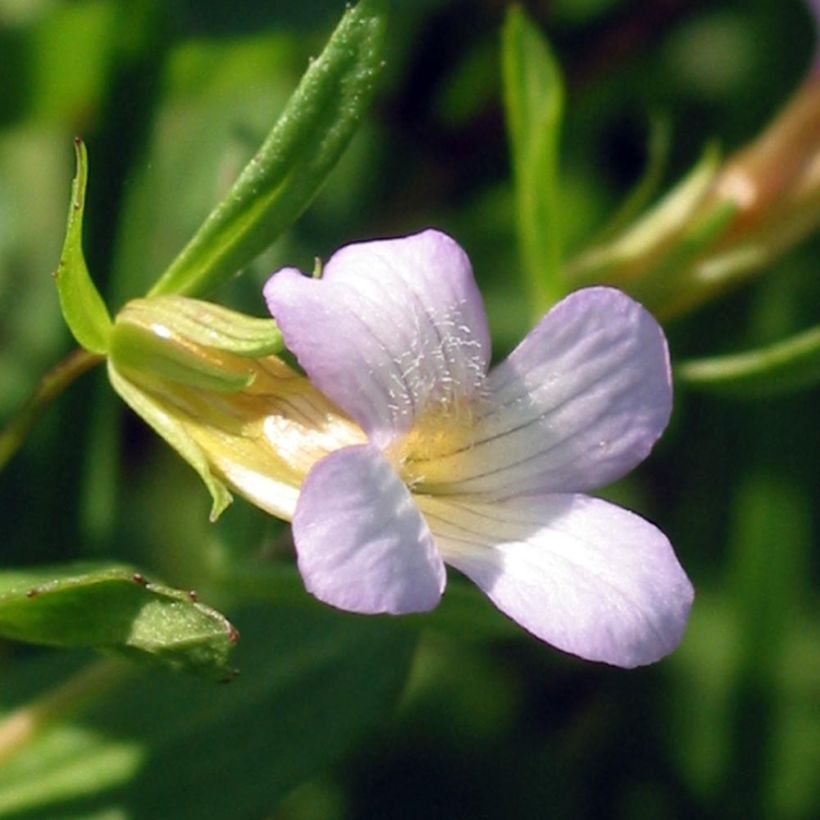 Gratiole officinale - Gratiola officinalis (Floraison)
