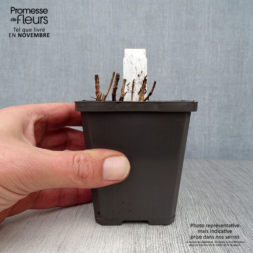 Spécimen de Gratiole officinale - Gratiola officinalis tel que livré en automne