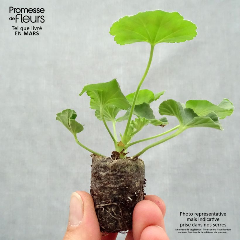 Spécimen de Gréanium zonale Flic Flac Red Nova - Pelargonium hortorum Mini-motte 3,5 cm tel que livré au printemps