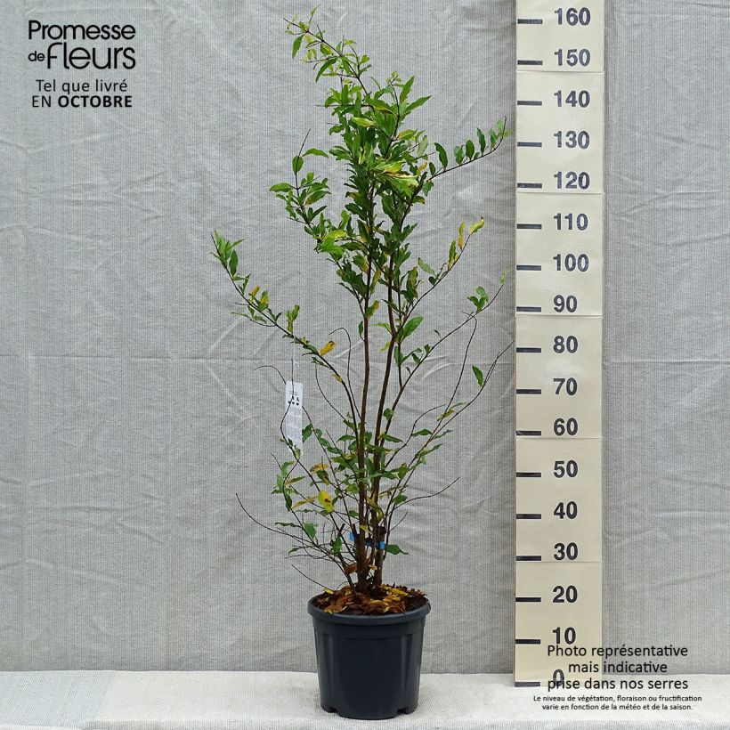 Spécimen de Grenadier à fruits - Punica granatum Malisi (=Malissi) Pot de 7.5L/10L Demi-tige tel que livré en automne