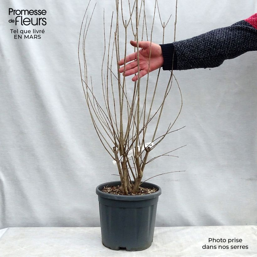 Spécimen de Grenadier à fleurs - Punica granatum California Sunset en pot de 7,5/10 litres tel que livré au printemps