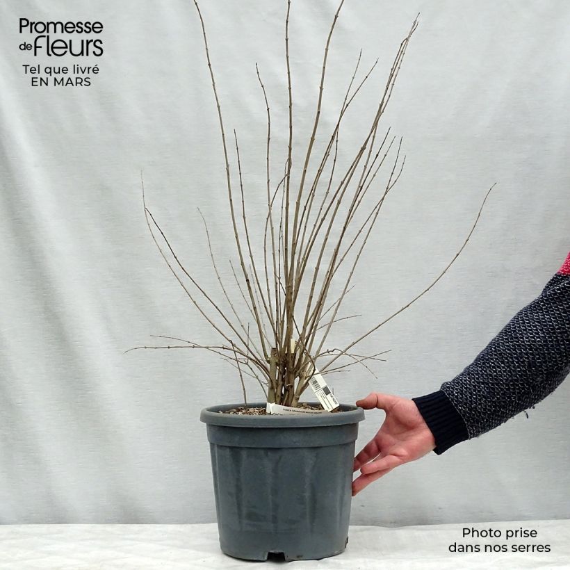 Spécimen de Grenadier à fleurs - Punica granatum Noshi Shibari Pot de 7,5L/10L tel que livré au printemps