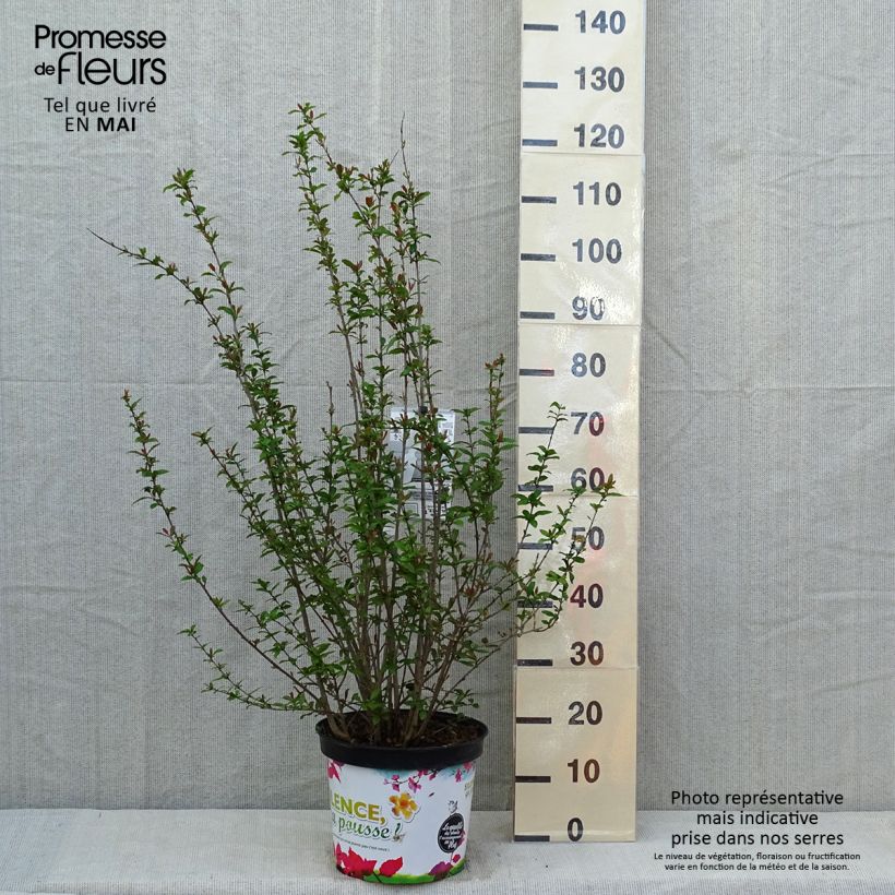Spécimen de Grenadier à fleurs - Punica granatum Plena Pot de 7,5L/10L tel que livré au printemps