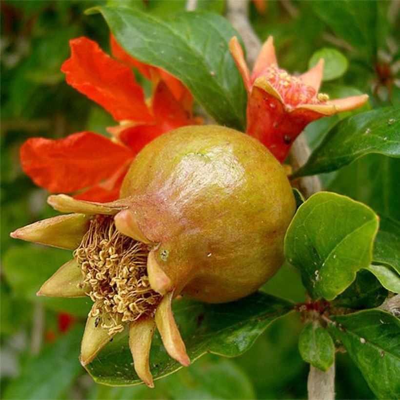 Grenadier à fruits - Punica granatum (Récolte)
