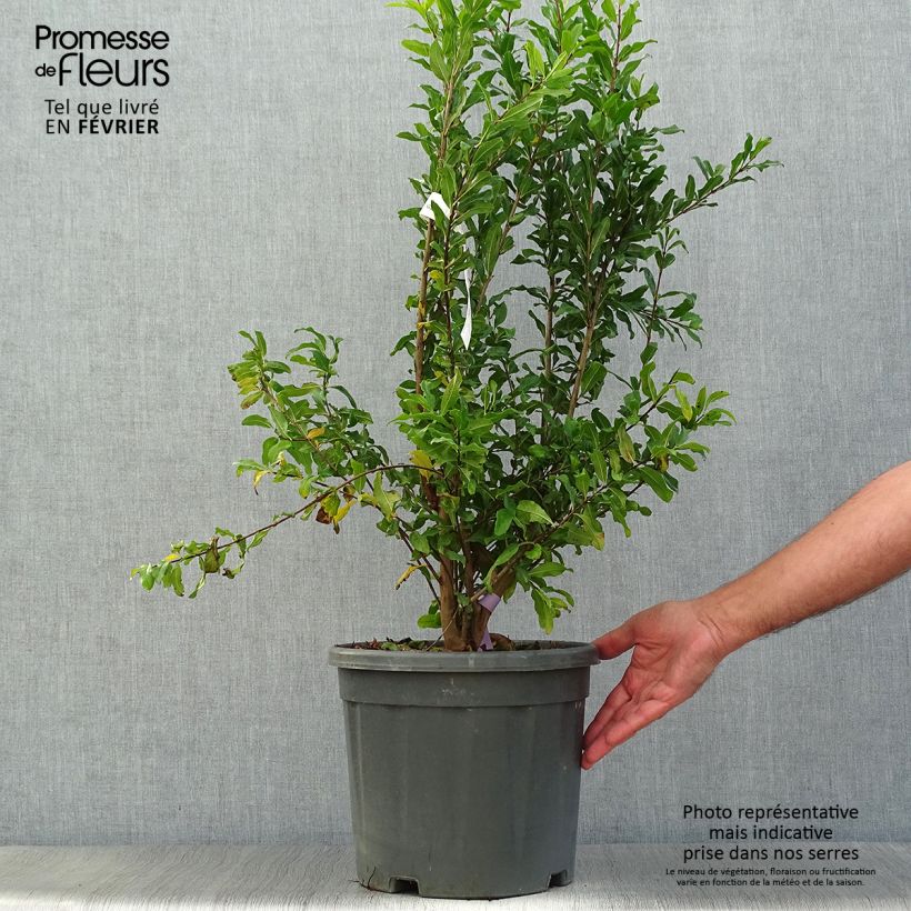 Spécimen de Grenadier à fruits - Punica granatum Black Fruit Pot de 7,5L/10L, Buisson tel que livré en automne