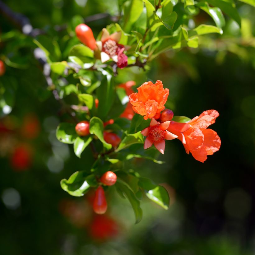 Grenadier à fruits - Punica granatum Dente di leone (Floraison)