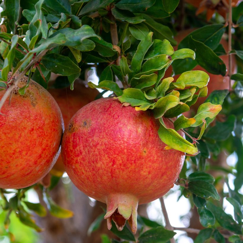 Grenadier à fruits - Punica granatum Dente di leone (Récolte)