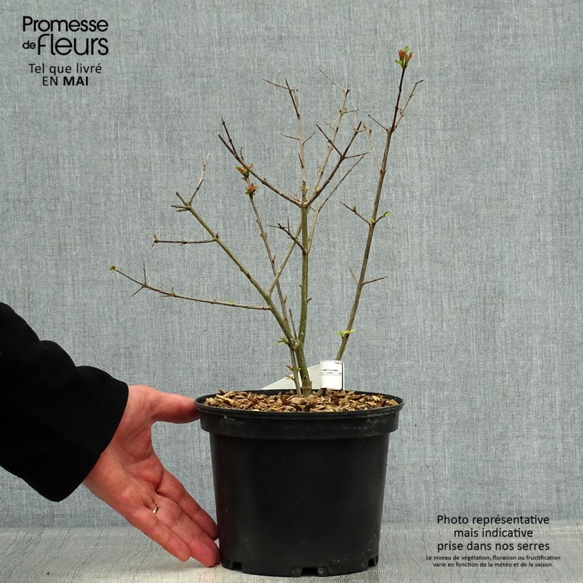 Spécimen de Grenadier à fruits - Punica granatum Fina Tendral Pot de 3L tel que livré au printemps