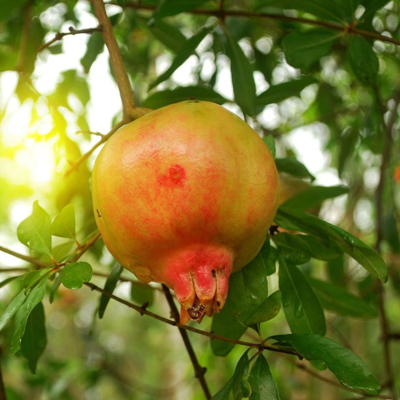 Grenadier à fruits - Punica granatum Mollar de Elche (Floraison)