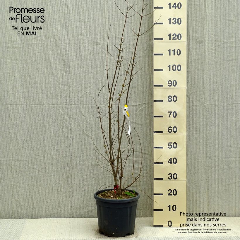 Spécimen de Grenadier à fruits - Punica granatum Pot de 7,5L/10L tel que livré au printemps
