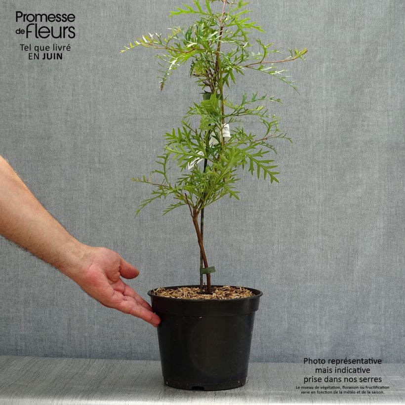 Spécimen de Grevillea Bronze Rambler  Pot de 4L/5L tel que livré en été