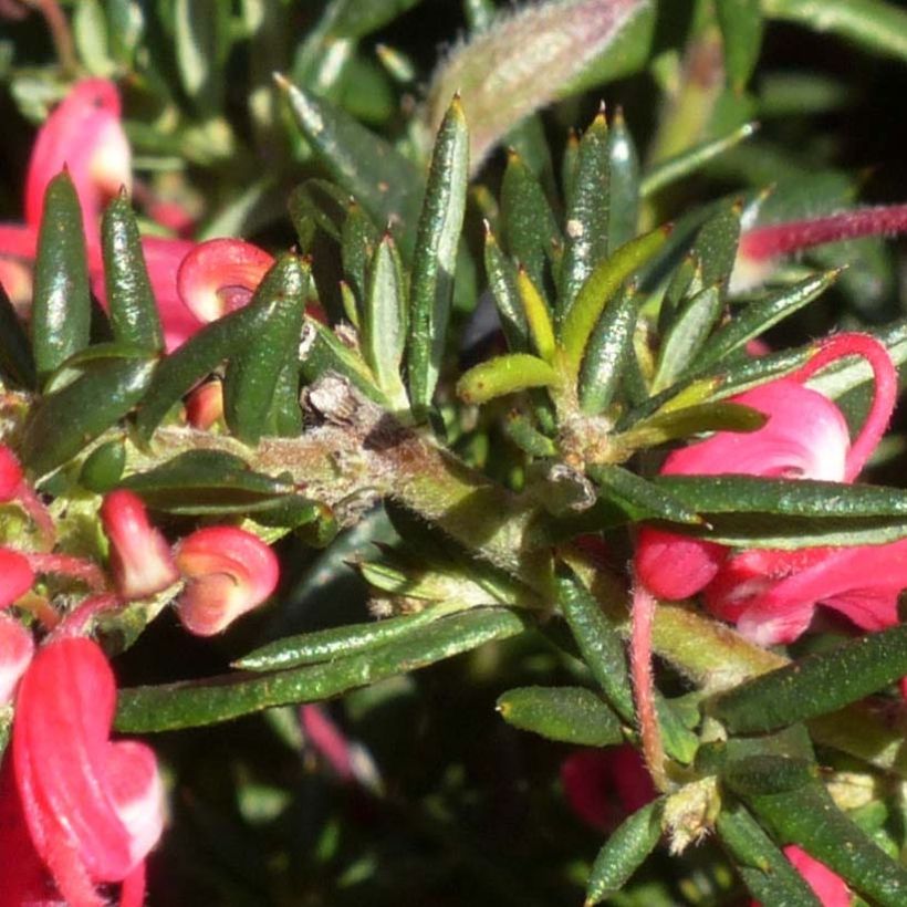 Grevillea Poorinda Rondeau - Grévillier (Feuillage)