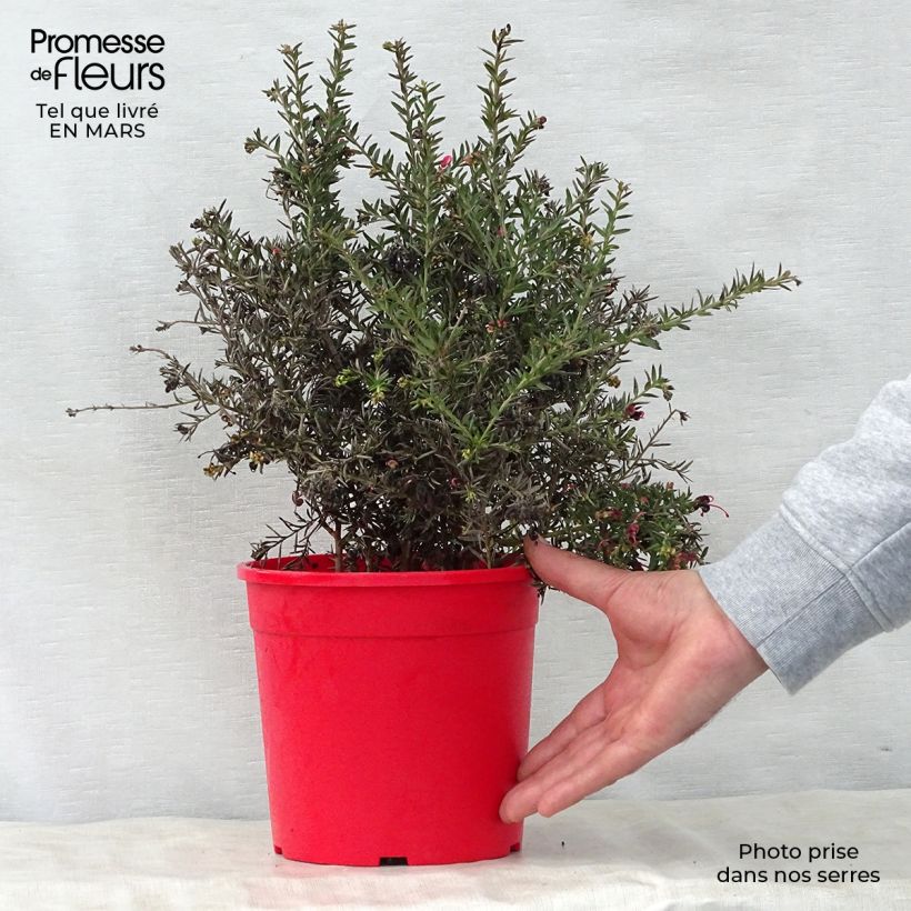 Spécimen de Grevillea Poorinda Rondeau - Grévillier Pot de 3L/4L tel que livré au printemps