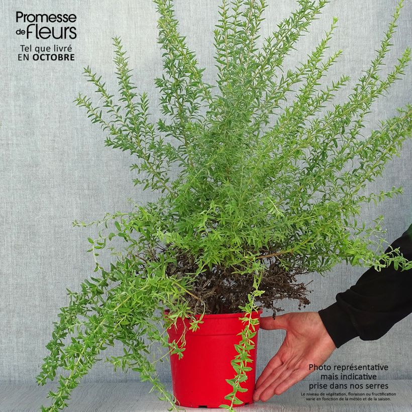 Spécimen de Grevillea Poorinda Rondeau - Grévillier tel que livré en automne