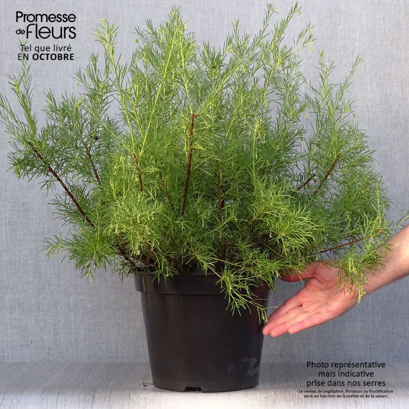 Spécimen de Grevillea gracilis Alba  Pot de 7,5L/10L tel que livré en automne