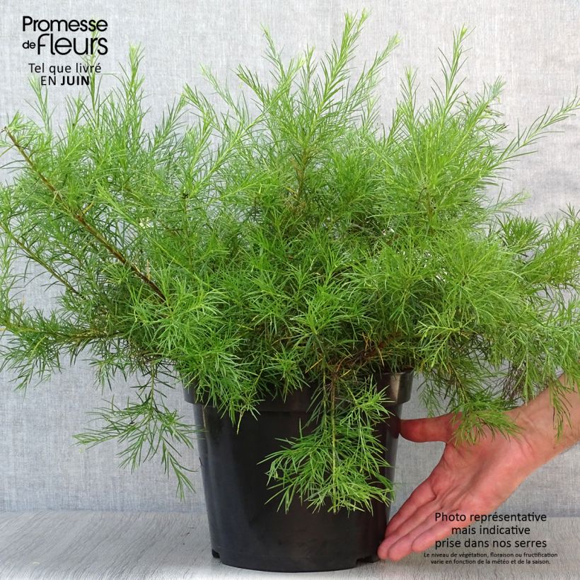 Spécimen de Grevillea gracilis Alba  Pot de 7,5L/10L tel que livré en été