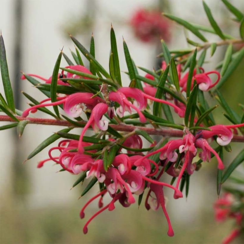 Grevillea gracilis Clearview David (Floraison)