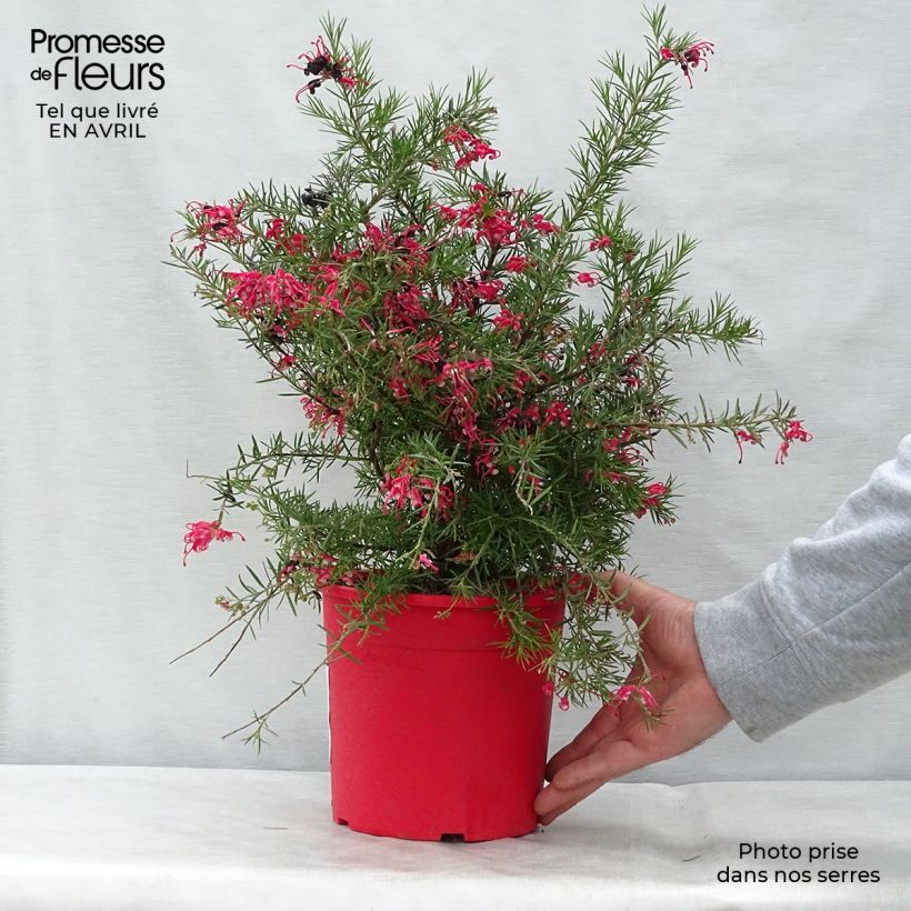 Spécimen de Grevillea gracilis Clearview David Pot de 2L/3L tel que livré au printemps