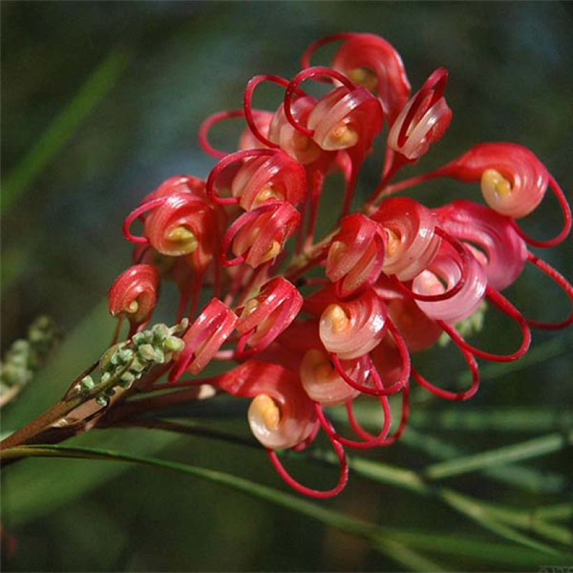 Grevillea johnsonii (Floraison)