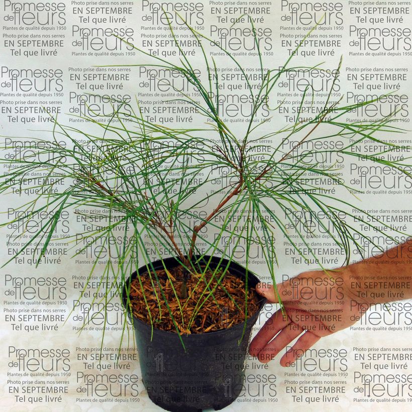 Exemple de spécimen de Grevillea johnsonii Pot de 2L/3L tel que livré