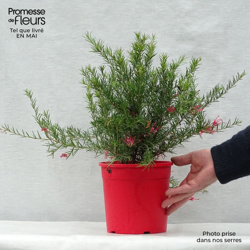 Spécimen de Grevillea juniperina Pot de 2L tel que livré au printemps
