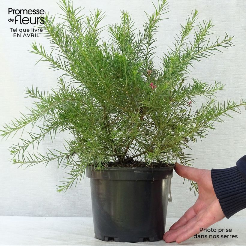 Spécimen de Grevillea juniperina Canberra Gem Pot de 2L/3L tel que livré au printemps