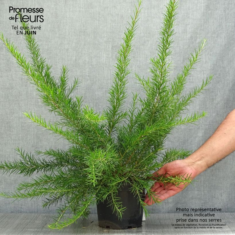 Spécimen de Grevillea juniperina Canberra Gem Pot de 2L/3L tel que livré en été