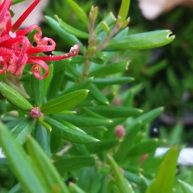 Grevillea juniperina New Blood (Feuillage)