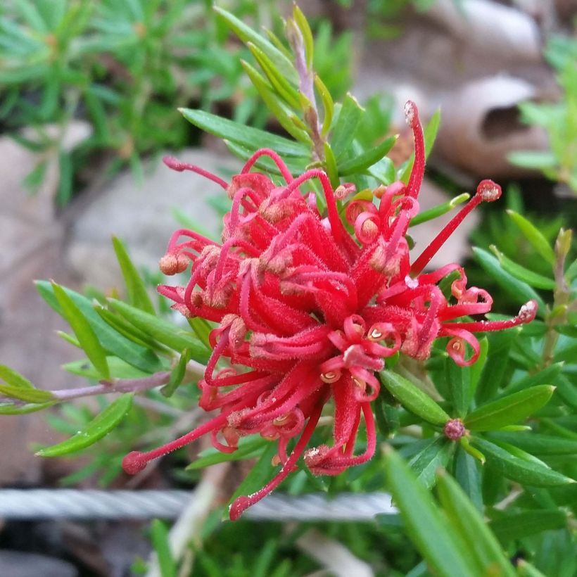 Grevillea juniperina New Blood (Floraison)