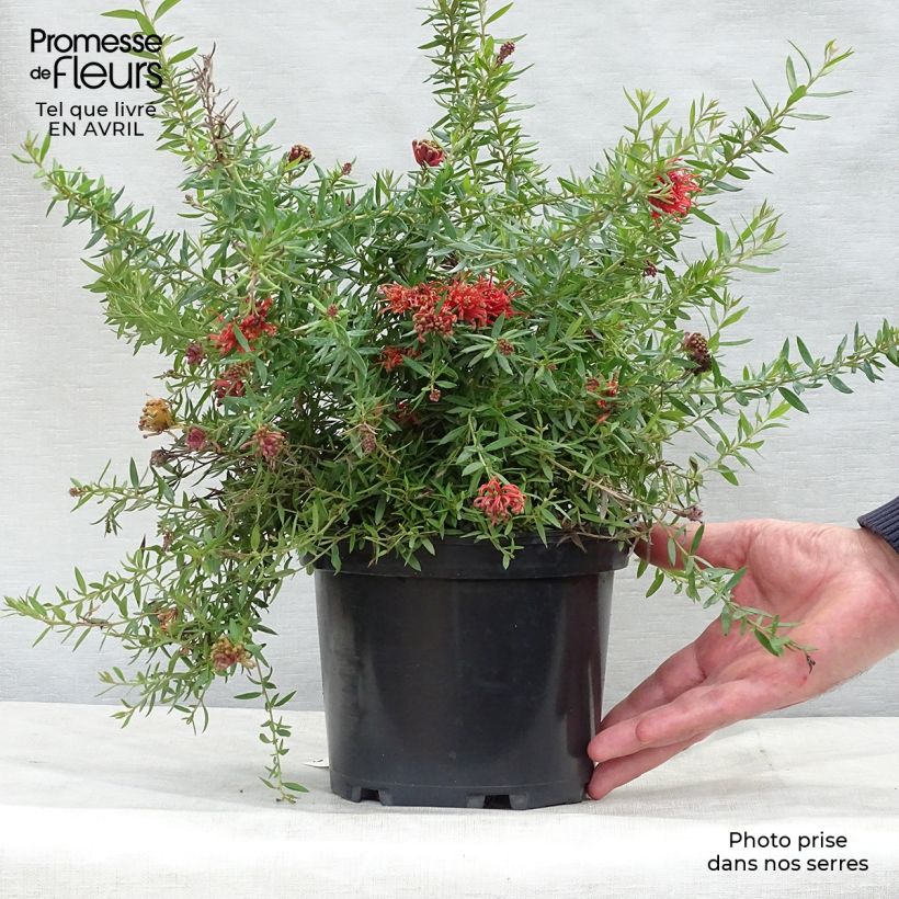 Spécimen de Grevillea juniperina New Blood Pot de 2L/3L tel que livré au printemps