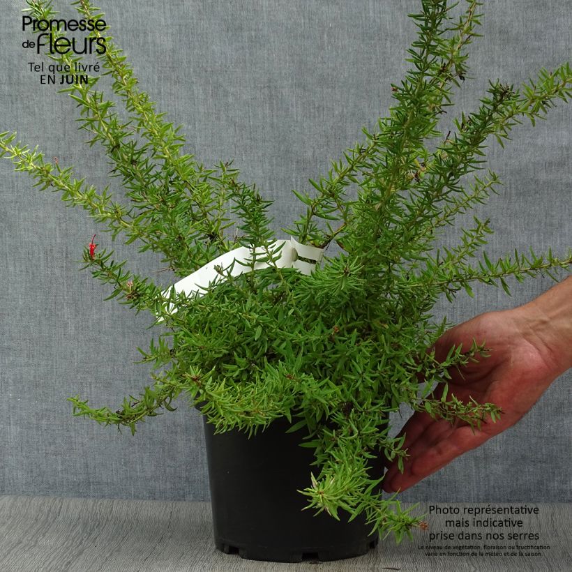 Spécimen de Grevillea juniperina New Blood Pot de 2L/3L tel que livré en été