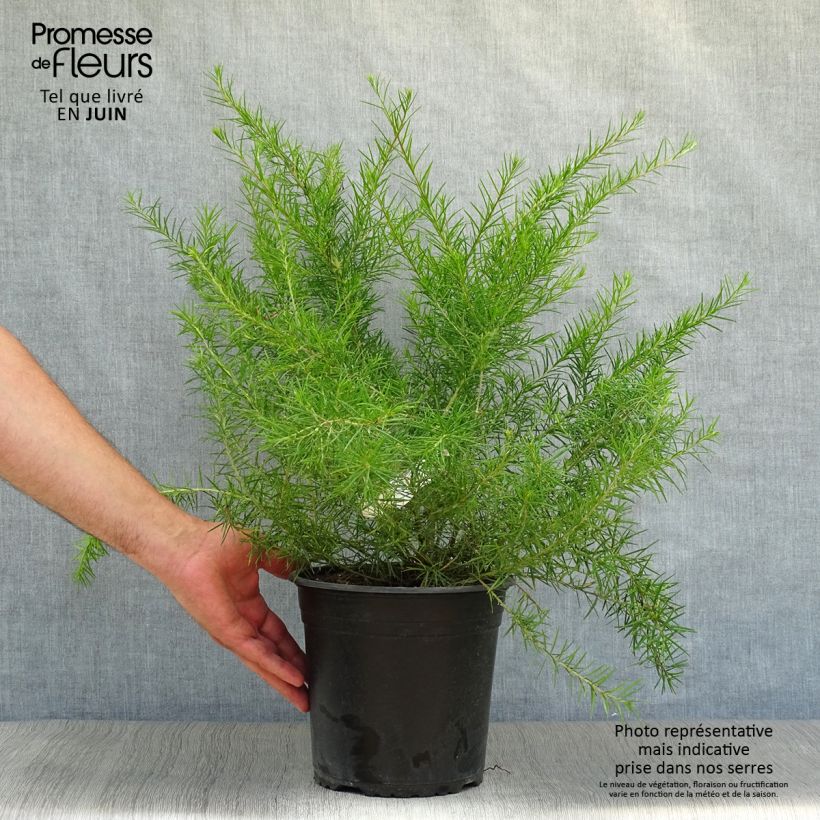 Spécimen de Grevillea juniperina Pot de 2L/3L tel que livré en été