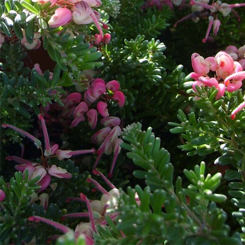 Grevillea lanigera Mount Tamboritha  (Feuillage)