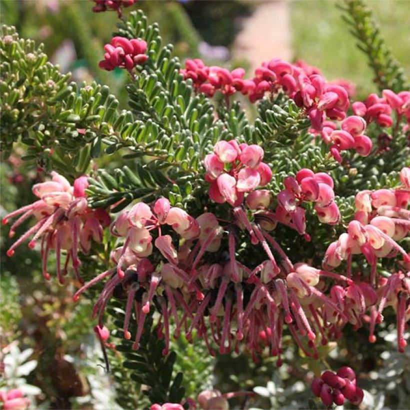 Grevillea lanigera Mount Tamboritha  (Floraison)