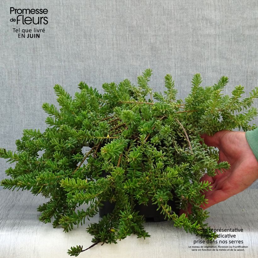 Spécimen de Grevillea lanigera Mount Tamboritha  Pot de 2L/3L tel que livré en été