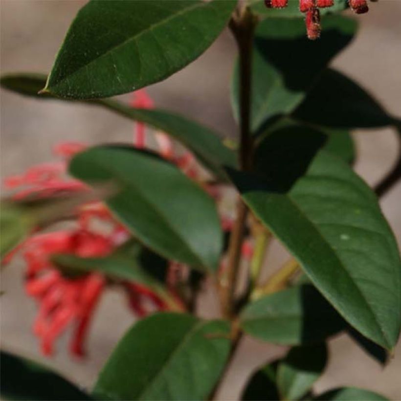 Grevillea rhyolitica (Feuillage)