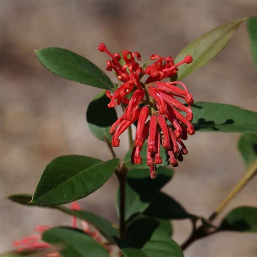 Grevillea rhyolitica (Floraison)