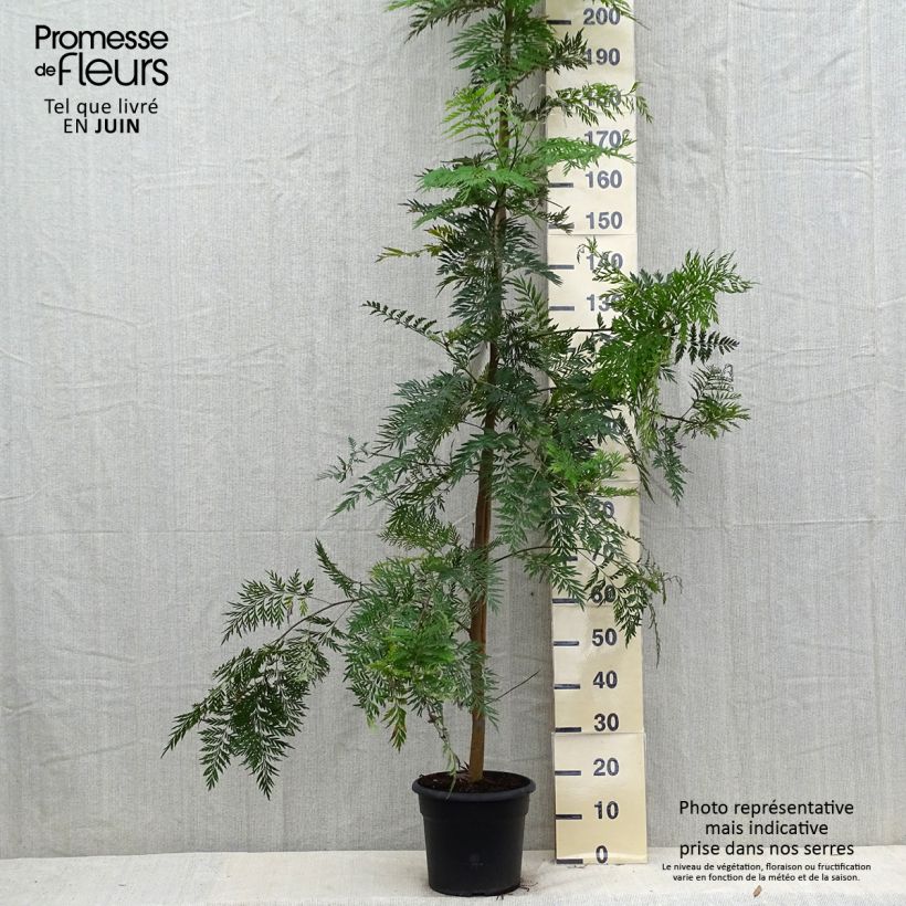 Spécimen de Grevillea robusta - Grévillier Pot de 7,5L/10L tel que livré en été