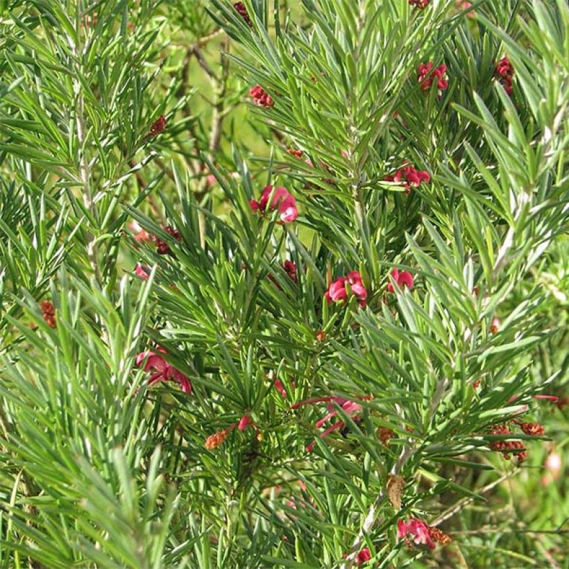 Grevillea rosmarinifolia  (Feuillage)