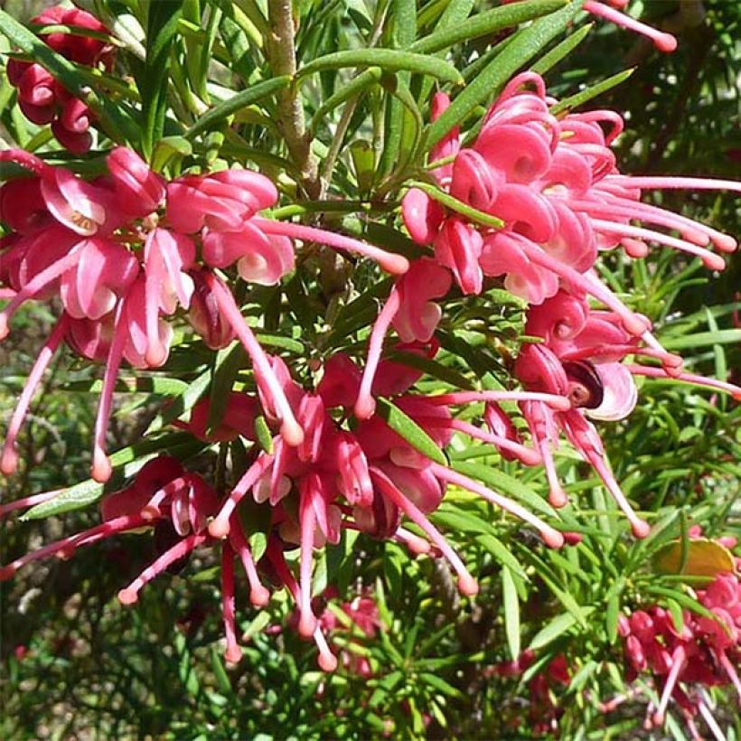 Grevillea rosmarinifolia  (Floraison)