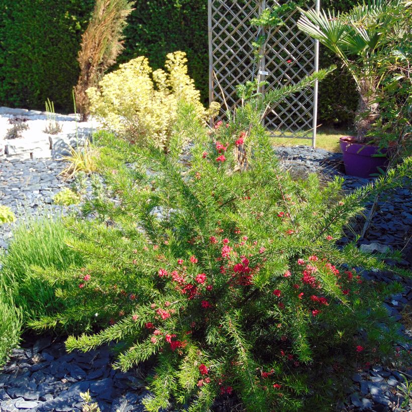 Grevillea rosmarinifolia  (Port)