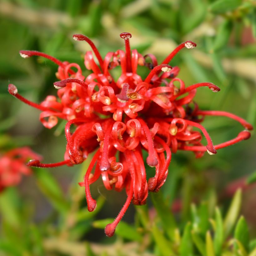 Grevillea rosmarinifolia Clearview David (Floraison)