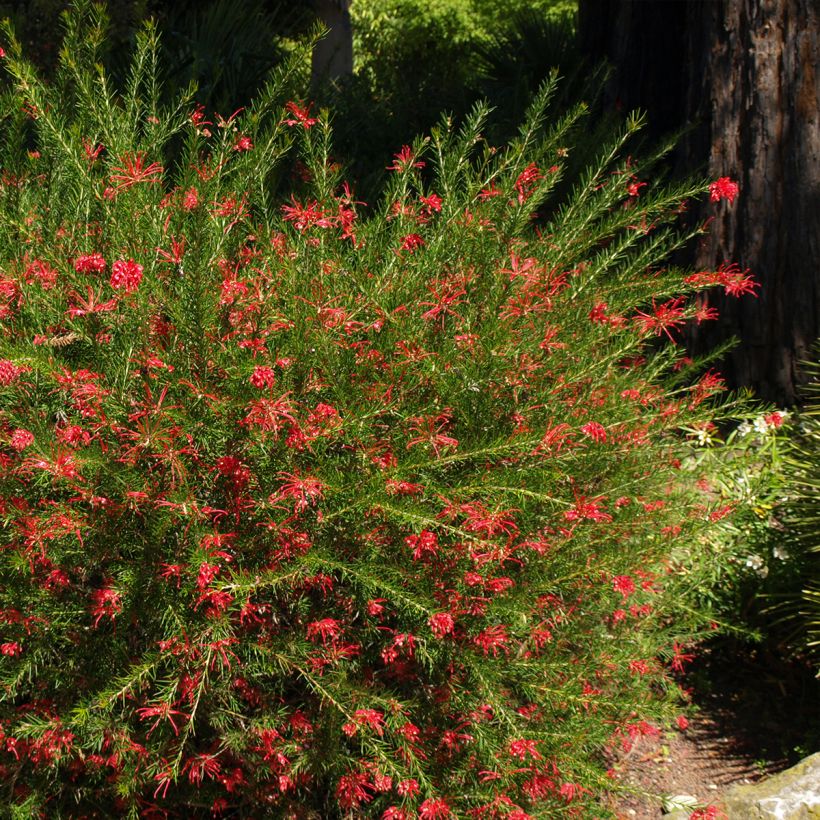 Grevillea rosmarinifolia Clearview David (Port)