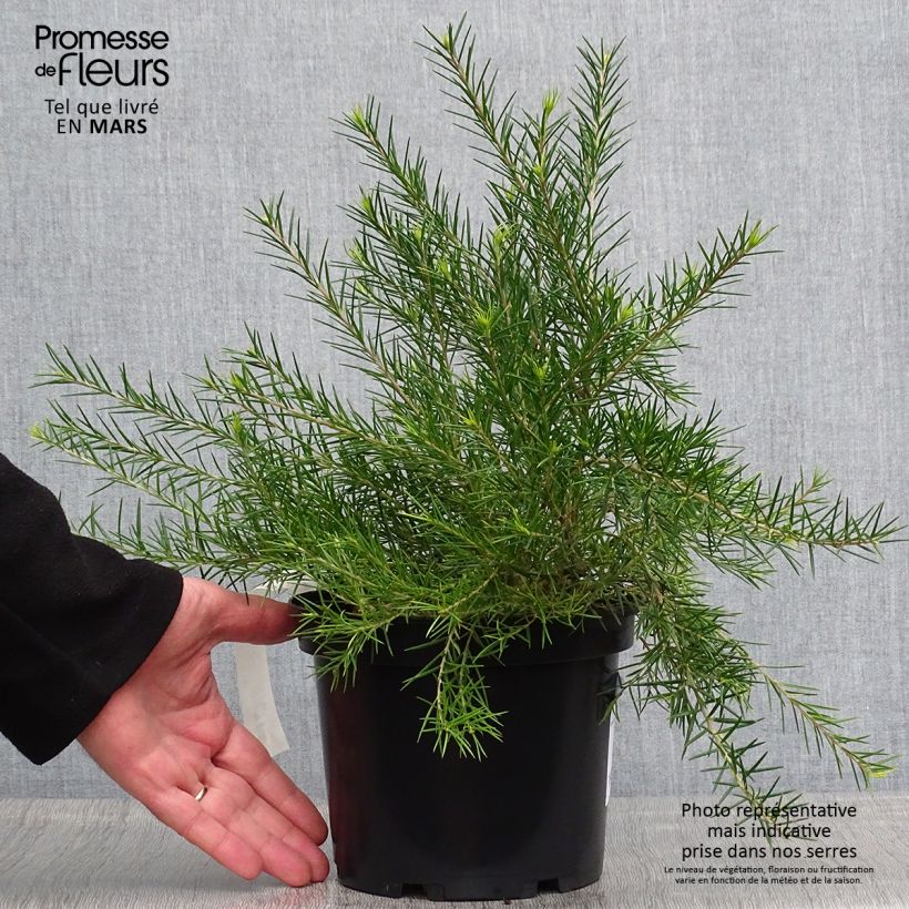 Spécimen de Grevillea rosmarinifolia  Pot de 2L/3L tel que livré au printemps