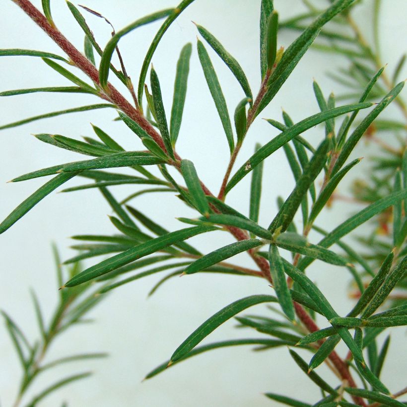 Grevillea  rosmarinifolia Rosa Jenkinsii (Feuillage)