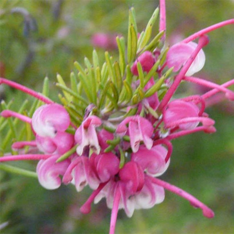 Grevillea  rosmarinifolia Rosa Jenkinsii (Floraison)